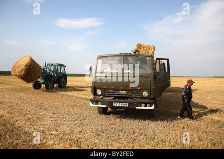 Stroh-Ernte in einer Kolchose, Dobraucy, Weißrussland Stockfoto