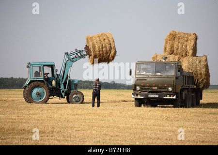 Stroh-Ernte in einer Kolchose, Dobraucy, Weißrussland Stockfoto