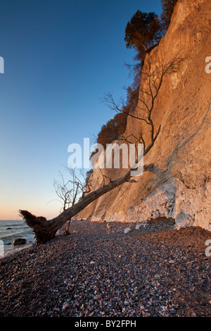 Kreide, Felsen und umgestürzten Baum durch Erosion in Jasmund Nationalpark auf der Insel Rügen an der Ostsee, Deutschland Stockfoto