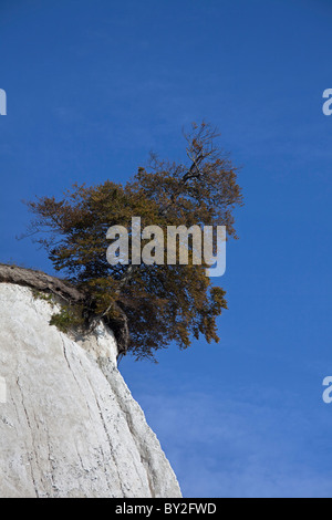 Kreidefelsen und Baum am Rande der Abwurf durch Erosion in Jasmund Nationalpark auf der Insel Rügen an der Ostsee, Deutschland Stockfoto