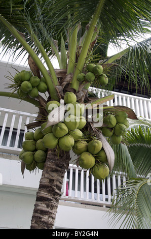 Kokosnüsse auf PALM TREE AO NANG KRABI THAILAND KRABI THAILAND AO NANG KRABI THAILAND 27. März 2010 Stockfoto