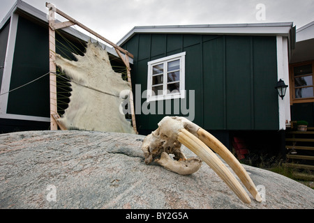 Eisbär (Ursus Maritimus) Haut gespannt über Rahmen und Walross (Odobenus Rosmarus) Schädel und Stoßzähne, Grönland Stockfoto