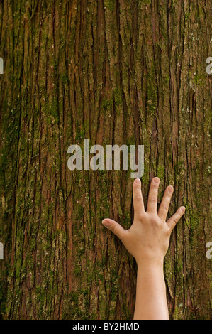 Eine Hand greift den Stamm eines Baumes Stockfoto