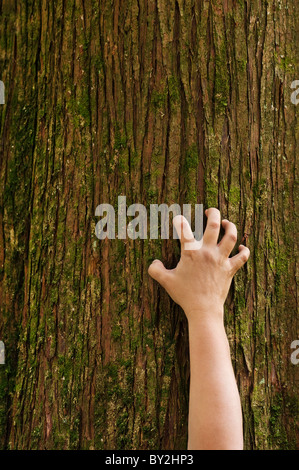 Eine Hand greift den Stamm einer Zeder. Stockfoto