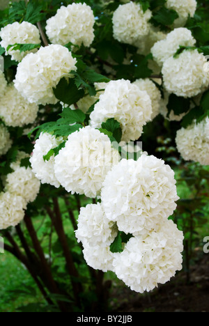 Viburnum Opulus Compactum Strauch mit weißen Blüten (selektiven Fokus auf Blumen) Stockfoto