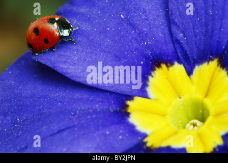 Rote Marienkäfer auf eine blaue und gelbe Blume Stockfoto