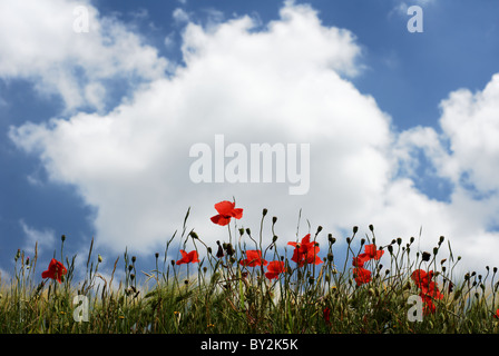 Rote Poppyies in einer Zeile unter bewölktem Himmel Stockfoto