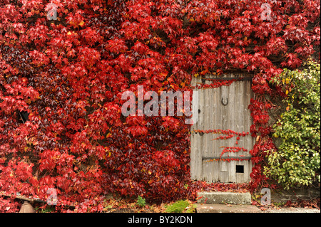 Rotes Laub von wildem rund um eine alte Holztür Stockfoto