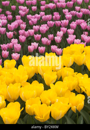 Blumenbeet gelbe und violette Tulpen. Stockfoto