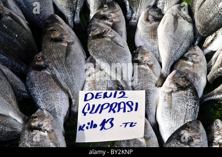 ISTANBUL, Türkei – frischer Cupra (Goldbrasse) auf dem Karakoy Fischmarkt in der Nähe der Galata-Brücke in Istanbul. Diese beliebte mediterrane Fischart, bekannt für ihren zarten Geschmack und ihr festes weißes Fleisch, ist eine beliebte Wahl in der türkischen Küche. Der Markt bezieht seine Meeresfrüchte aus lokalen Gewässern wie dem Bosporus, dem Marmarameer und dem Mittelmeer. Stockfoto