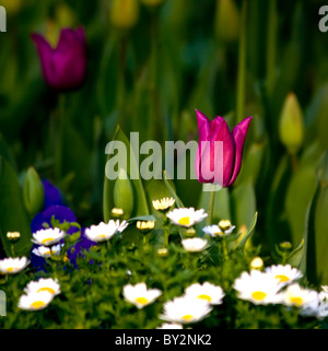 Eine rosa Tulpe mit einem Hügel des Daises. Stockfoto