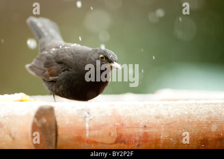 Neugierig Amsel auf verschneiten Garten Vogelhaus Stockfoto