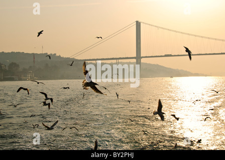 ISTANBUL, Türkei / Türkiye / Türkiye — Eine Schar Möwen fliegt über den Bosporus mit der Bosporusbrücke im Hintergrund durch den Dunst und die untergehende Sonne. Die Bosporusbrücke, auch Boğaziçi Köprüsü oder Boğaziçi Köprüsü genannt, ist eine der beiden Brücken in Istanbul, die den Bosporus überspannt und Europa mit Asien verbindet. Die in dieser Aufnahme sichtbare Küstenlinie ist der Bezirk Beylerbeyi auf der asiatischen Seite. Der Bosporus, ein wichtiger Wasserweg, der das Schwarze Meer mit dem Marmarameer verbindet, bietet atemberaubende Szenen von Istanbul mit seiner historischen Geschichte Stockfoto