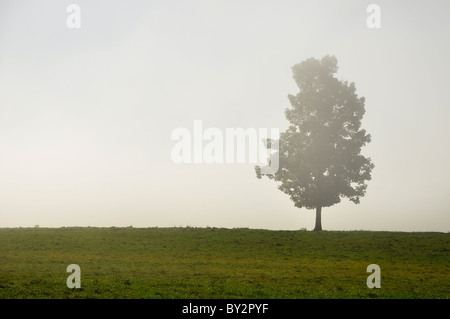 Eine isolierte Baum in einer frühen Morgennebel. Stockfoto