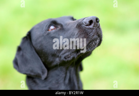 Ein schwarzer Labrador als ein Polizeihund Spezialist Suche ausgebildet. Stockfoto