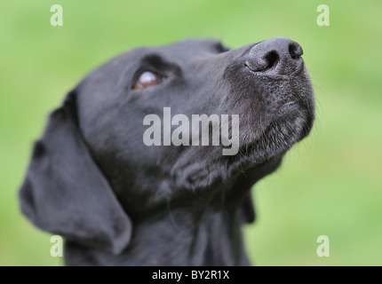 Ein schwarzer Labrador als ein Polizeihund Spezialist Suche ausgebildet. Stockfoto