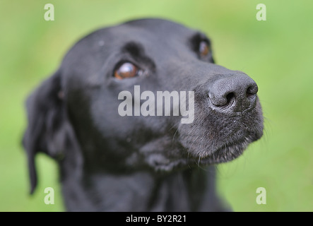 Ein schwarzer Labrador als ein Polizeihund Spezialist Suche ausgebildet. Stockfoto