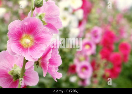 Outdoor-rosa Stockrose (Alcea Rosea) blühen. Stockfoto