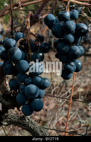 Schwarze Trauben bereit für die Kommissionierung auf einem Weinstock in Südfrankreich Stockfoto