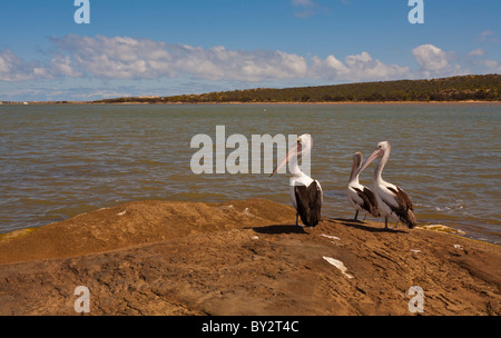 Drei Pelikane (Pelecanus Conspicillatus) an der Mündung der Murchison River, Kalbarri, Western Australia Stockfoto