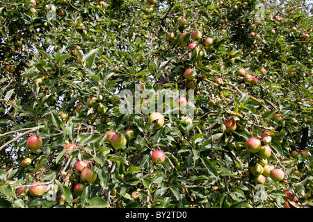 Apfelbaum (Malus domestica) Stockfoto