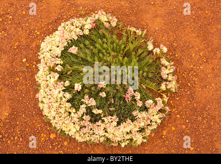 Kranz Blume (Lechenaultia Macrantha) in der Nähe von Coalseam Conservation Park, Mullewa, Western Australia Stockfoto