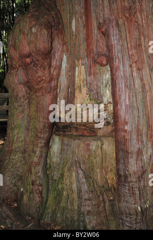 Nahaufnahme von Schindel Schnitt-Marken in den riesigen Kofferraum ein Alerce "Südlichen Redwood" Baum, Puerto Blest, Anden, Argentinien Stockfoto