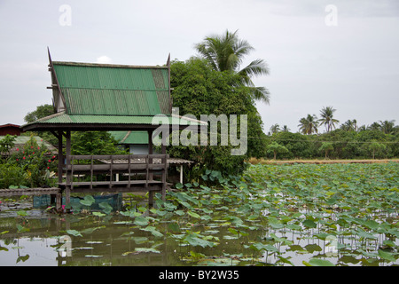 Lotosblumen (Nelumbo Nucifera) wächst in Wasser Felder am Klong Mahasawasdi Agro-Tourismus Bauernhof Stockfoto