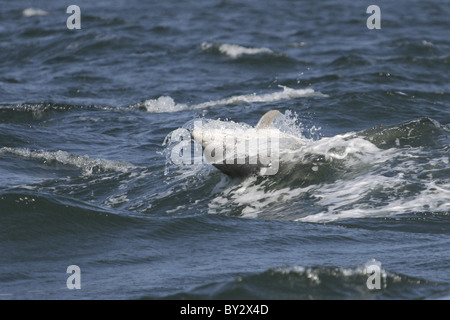 Bottlenose Dolphin Kalb (Tursiops Truncatus) in den Wellen surfen, auf seinen Rücken, Moray Firth, Scotland, UK Stockfoto