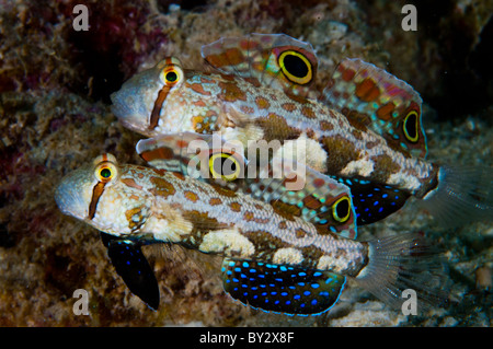 Paar von Crab-Eye Grundeln Stockfoto