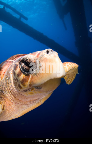 Unechte Karettschildkröte schwimmen in der Nähe von Ölplattform Stockfoto