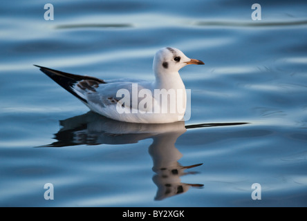 Unreife Lachmöwe, Larus Ridibundus, im ruhigen Wasser schwimmen. Stockfoto