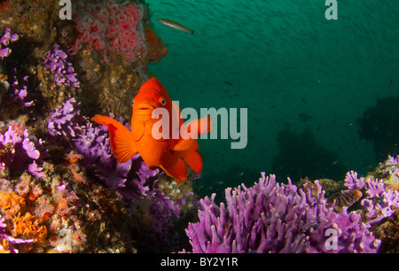 Girabaldi am Farnsworth Bank Reef Stockfoto