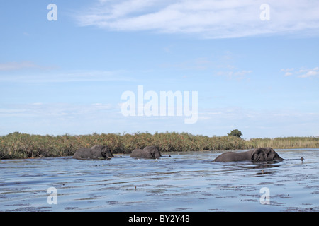 Afrikanischer Elefant, Loxodonta Africana, Männchen über einen See in der Nähe von Camp Okavango Stockfoto