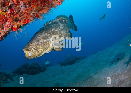 Goliath Grouper, Gähnen, in der Nähe des Wracks von der Esso-Bonaire in Jupiter, Florida Stockfoto