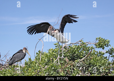 Marabou Storch, Leptoptilos Crumeniferus mit Stick für den Nestbau im Camp Okavango Stockfoto