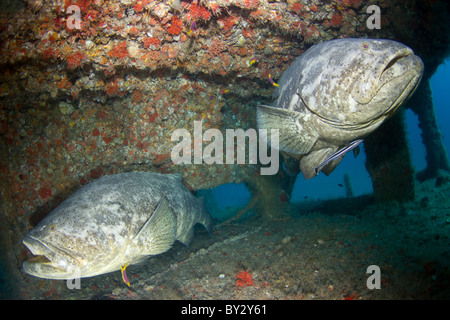 Goliath Grouper, paar, auf das Wrack der Esso Bonaire in Jupiter, Florida Stockfoto