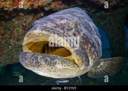 Goliath Grouper schließen Fokus Weitwinkel auf dem Wrack der Esso Bonaire in Jupiter, Florida Stockfoto