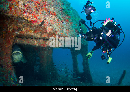 Goliath Grouper und Taucher am Wrack der Esso Bonaire in Jupiter, Florida Stockfoto