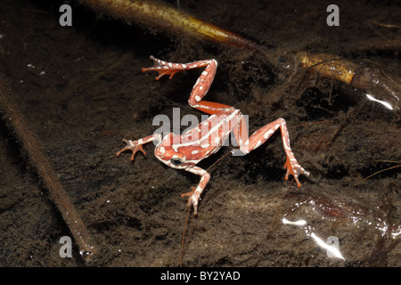 Bemalte Reed-Frosch, Hyperolius Marmoratus im Sumpf in der Nähe von Camp Okavango Stockfoto