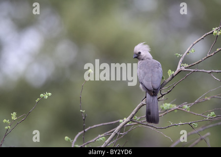 Go-Away grau Vogel Corythaixoides Concolor Kwara Camp Okavango Stockfoto