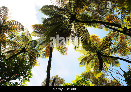 Baum-Farn (oder Pongas) in Neuseeland Stockfoto