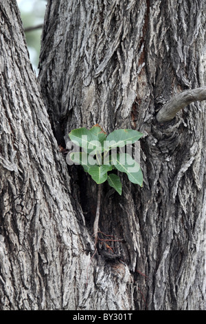 Würgefeige, Ficus Sp, ein Sämling wächst im Lagoon Camp Okavango Stockfoto