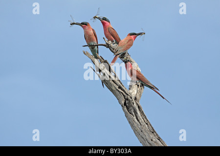 Südlichen Carmine Bienenfresser Merops Nubicoides mit Libelle (Odonata) im Lebala Camp Okavango Beute Stockfoto