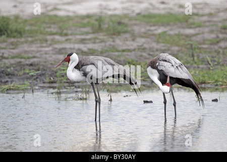 Wattled Kran Grus Carunculata am Wasserloch - Lebala Camp Okavango Stockfoto