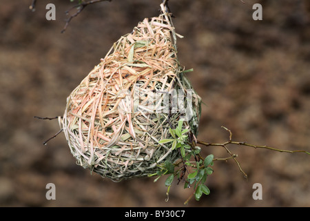 Südlichen Masked Weaver, Ploceus Velatus, nisten im Rietflei Naturreservat Stockfoto