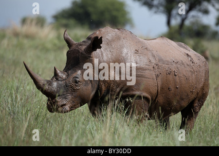 Südliche Breitmaulnashorn, Ceratotherium Simum Schlamm im Rietflei Nature Reserve, Südafrika Stockfoto