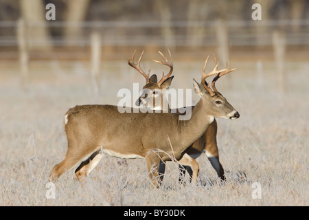 Junge weiß - angebundene Rotwild (Odocoileus Virginianus) Dollar während der Brunft Herbst Stockfoto