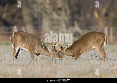 Junge weiß - angebundene Rotwild (Odocoileus Virginianus) Böcke Kampf um die Vorherrschaft in der Herbst-Brunft Stockfoto