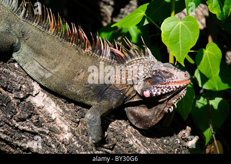 ST. JOHN, US-Jungferninseln – ein Leguan thront auf einem Baumzweig auf St. John auf den US-Jungferninseln. Diese großen Reptilien sind ein häufiger Anblick auf der ganzen Insel, oft sowohl in natürlichen Gebieten als auch in besiedelten Zonen, und zeigen die vielfältige Tierwelt dieses karibischen Ökosystems. Stockfoto